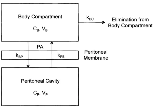 Figure  1.3.  Two-compartment  model  of  peritoneal  drug  transport.  Drug  is  transported  from  the peritoneal  cavity  into the  systemic  circulation  (body  compartment)  through  the  peritoneal  membrane