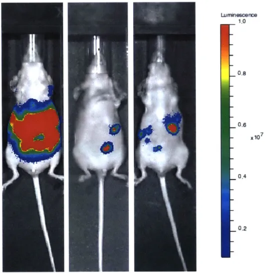 Figure  3.1.  Bioluminescence  imaging  of  SKOV3  tumors  in  vivo.  Bioluminescence  imaging  allows  a non-invasive  approximation  of ovarian  tumor  size  throughout  the  course  of treatment