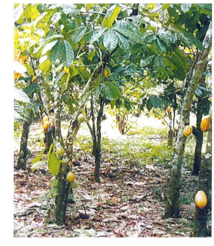 Figure n° 8 : Cacaoyer en forêt tropicale [4]