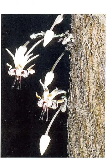 Figure n° 10: Fleurs sur le tronc (fleurs caulinaires) [4]