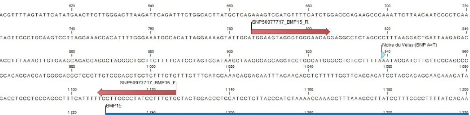 Figure 11: Positionnement des amorces PCR sur le gène BMP15 afin d'étudier le polymorphisme FecX N 