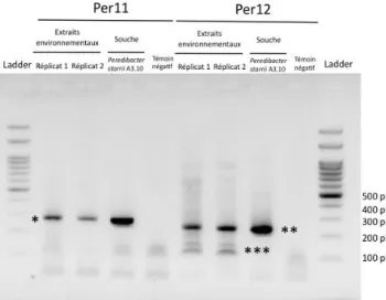 Figure 7 Photo détaillée du gel obtenu après    amplification  PCR pour vérifier la spécificité de l’amorce Per11