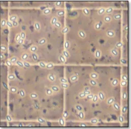 Figure 3: Spores de Nosema sur 4 des carreaux  d'une cellule de Malassez 