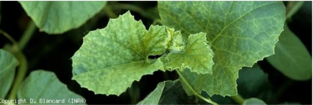 Figure 2: symptômes du CMV sur feuille de melon: tâches chlorotiques   (Source : E-phytia, Blancard, 2013)