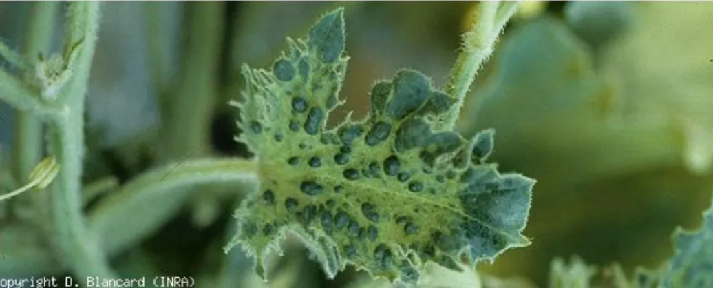 Figure 4: symptômes du ZYMV sur feuille de melon: boursouflures et cloques vert foncé  (Source : E-phytia, Blancard, 2013) 