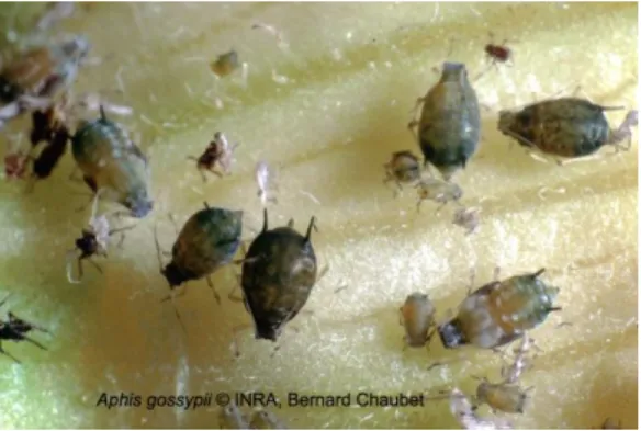 Figure 6: pucerons A. gossypii aptères   (Source : Encyclop’aphid, Chaubet, 2013) 
