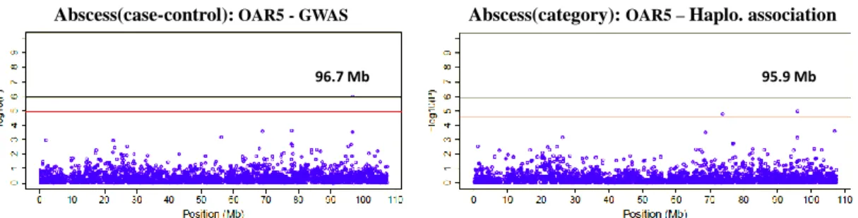 Figure  3.  Manhattan  plots  on  OAR5  for  Trait  Abscess(case-control):  Region  95.9-96.7Mb  showed  significant association with Abscess(case-control) in both GWAS and Haplotype association