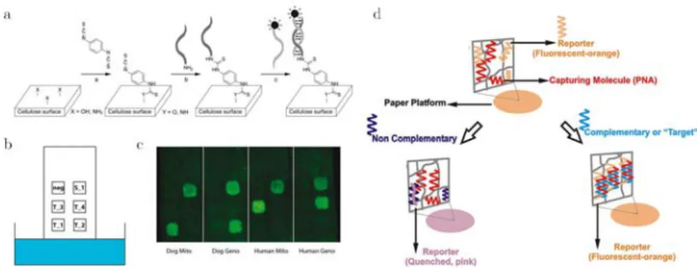 Figure 2.17 – Détection d’acides nucléiques par migration dans un papier fonctionnalisé.