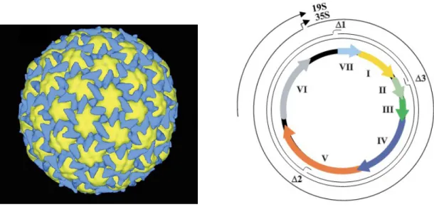 Figure 4 : Reconstitution  3D du complexe  P3/virion  et schéma de l'organisation du génome du CaMV 