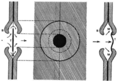 Figure 4: Schématisation du mécanisme du germe d'air chez les conifères (Cruiziat et al., 2002)