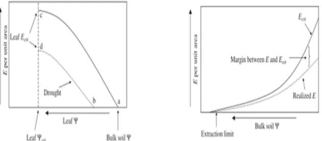 Figure 9: illustration de la théorie hydraulique (McDowell et al, 2008) 