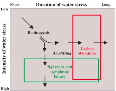 Figure 12: Relations théoriques entre la durée et l'intensité de la sécheresse accompagnées des 3 mécanismes  hypothétiques impliqués dans le processus de mortalité (McDowell et al., 2008) 