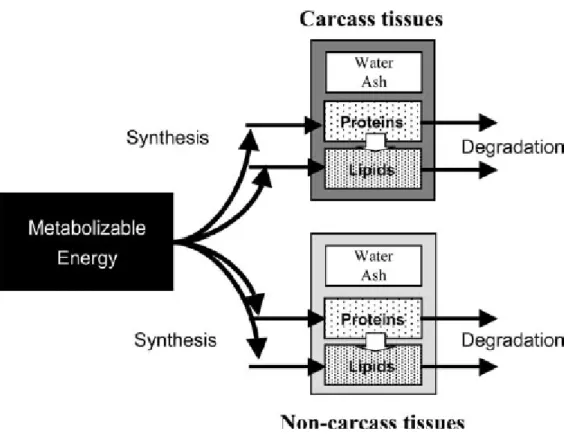 Figure 8 : Schéma conceptuel du modèle MECSIC (Hoch et Agabriel, 2004) 