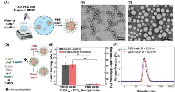 Figure 1. Insulin loaded PLGA-PEG nanoparticles (Ins-NP)