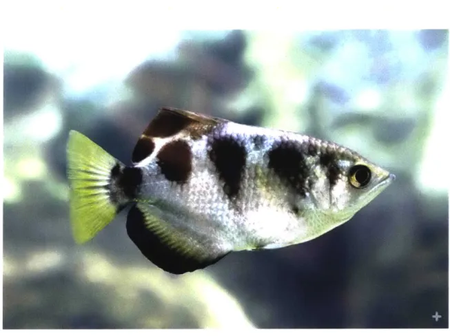 Figure  3-1:  Adequate  Baseline  Picture  of an  Archerfish  [7]