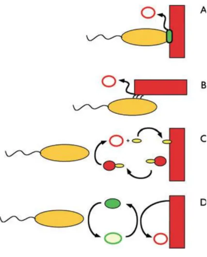 Figure 3. Les différents types d’interactions possibles entre la cellule et le support au cours  des transferts extracellulaires d’électrons