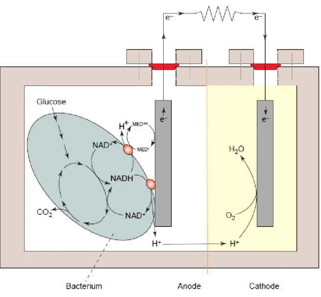 Figure 4. Schéma représentatif d’une « microbial fuel cell » (MFC) anodique. D’après  Rabaey  et Verstraete (2005) 