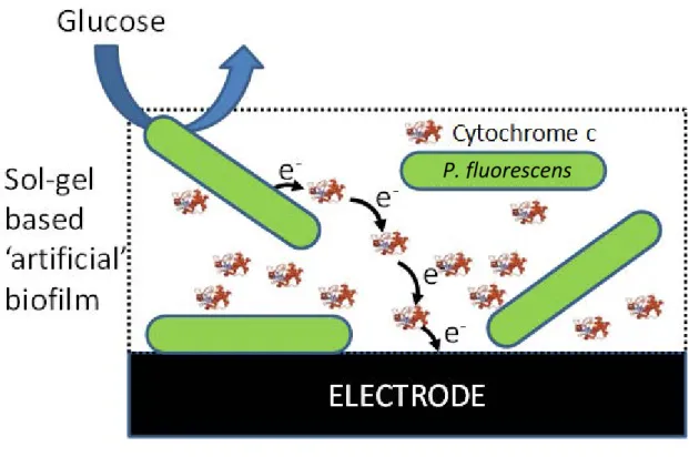 Figure  5.  Représentation  schématique  d’un  biofilm  artificiel  déposé  sur  électrode