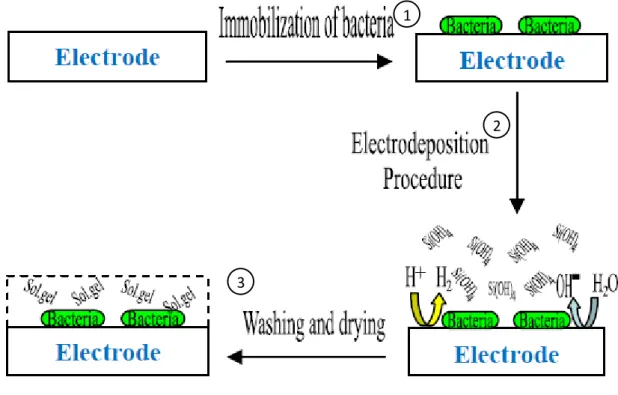Figure  6.  Schéma  d’une  immobilisation  de  bactérie  dans  un  film  de  silice  assistée  par  électrochimie (Ghach et al., 2013 )