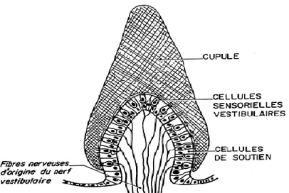 Figure 2 : Schéma d’une coupe de crête ampullaire. 