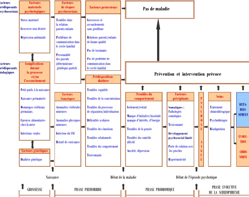 Figure 1 : Modèle développemental de la schizophrénie selon ISOHANNI et al, 2000 [45]