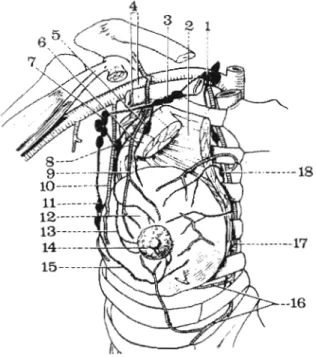 Figure nol  :  Groupes ganglionnaires. D'après  Monod et Duhamel. 