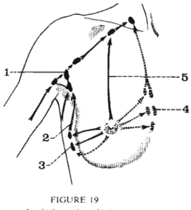 Figure n02  :  Voies de drainage lymphatique. D'après  Bouchet et Cuilleret. 