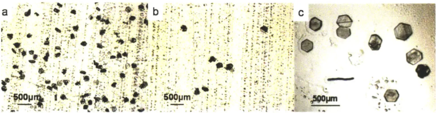Figure 2-3  (a)  and (b)  depict  aspirin crystals  on  polymer  films  AM  and  DMAEMA,  respectively