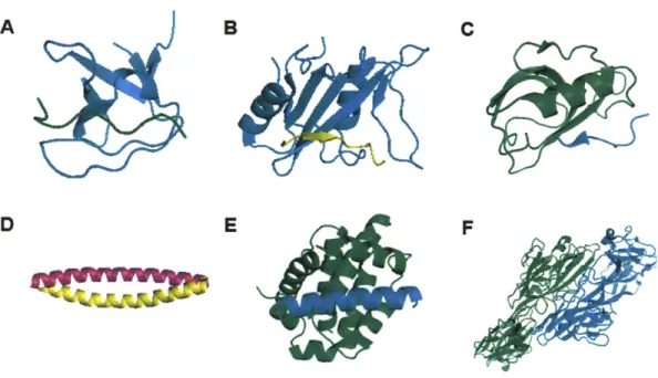 Figure 1-1  Examples  of protein-protein interactions that achieve  specificity  using a common  structural fold.