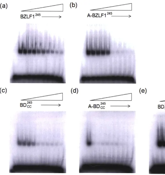 Figure 2.6 Peptide  inhibition of B-BZLF1 245  binding to DNA.