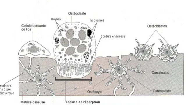 Figure 5 : Les cellules du tissu osseux 
