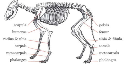 Figure  1-10:  Labeled  skeletal  structure  of the  wolf showing the  characteristics  of front and rear digitigrade legs,  adapted  from  [37].