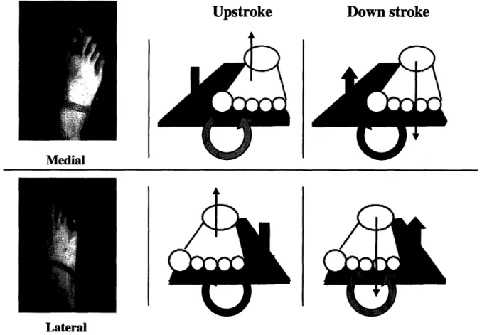 Figure 11: Top row shows scenarios  with the fin's  surface area located mainly medially  to the feet and the bottom row shows the surface  area located laterally  to the feet