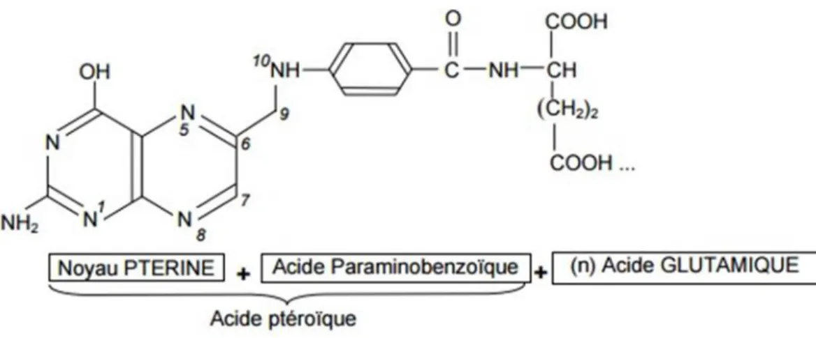 Figure 2 : Structure de l'acide folique 