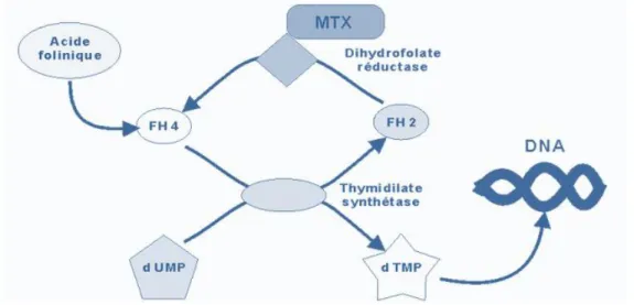 Figure 4 : Mécanisme d'action du méthotrexate (75) 