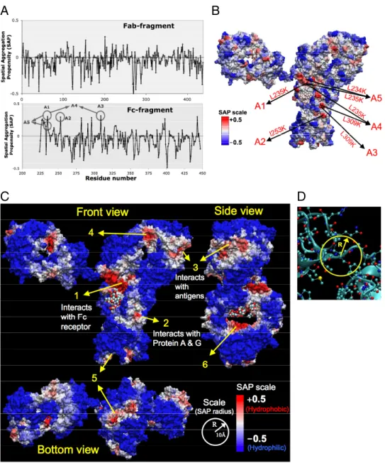 Fig. 1. Spatial aggregation propensity (SAP) for the antibody A. (A) Values of SAP at R ⫽ 5 Å for the Fab and Fc fragments of antibody A, along with the peaks chosen for mutations, A1 through A5