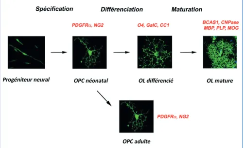 Figure 2 - Les différentes étapes du  développement des oligodendrocytes Après la phase de spécification, les  OPCs vont progresser selon différents  stades pour générer des oligodendocytes  matures myélinisants