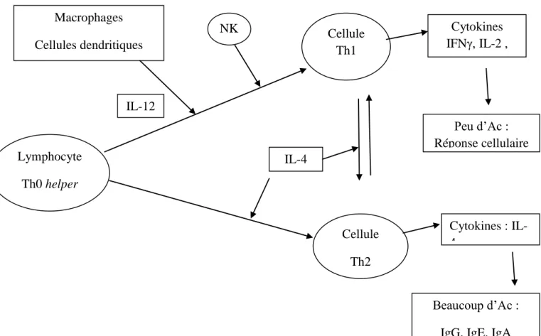 Figure 18 : Représentation de la balance Th1/Th2.  