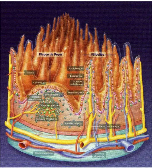 Figure 2 : Coupe transversale de la muqueuse intestinale (Jacobin). 