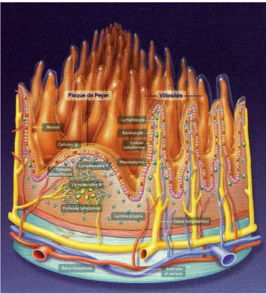 Figure 2 : Coupe transversale de la muqueuse intestinale (Jacobin). 