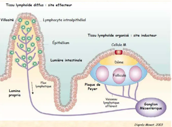 Figure 6 : Système immunitaire intestinale (Mowat, 2003) 