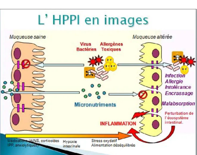 Figure 7 : Schéma montrant la relation à double sens qui existe entre  l’hyperperméabilité, ses causes, et ses conséquences