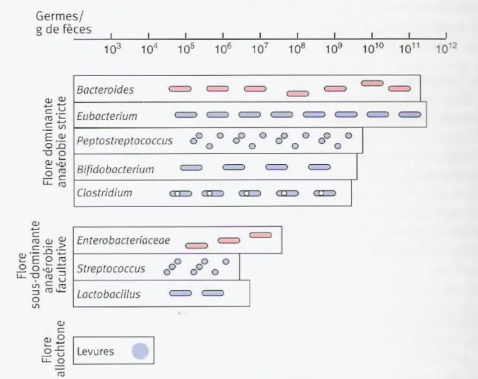 Figure 10 : Flore fécale cultivable (Rambaud, et al., 2004). 