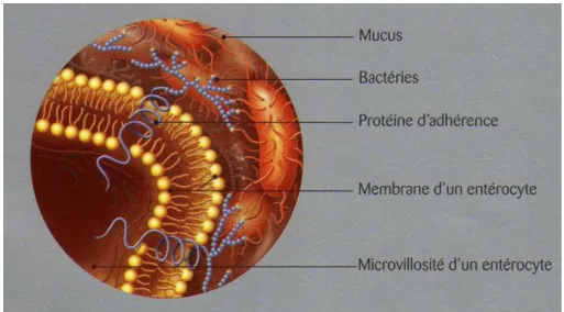 Figure 13 : Flore intestinale et effet barrière (Jacobin). 