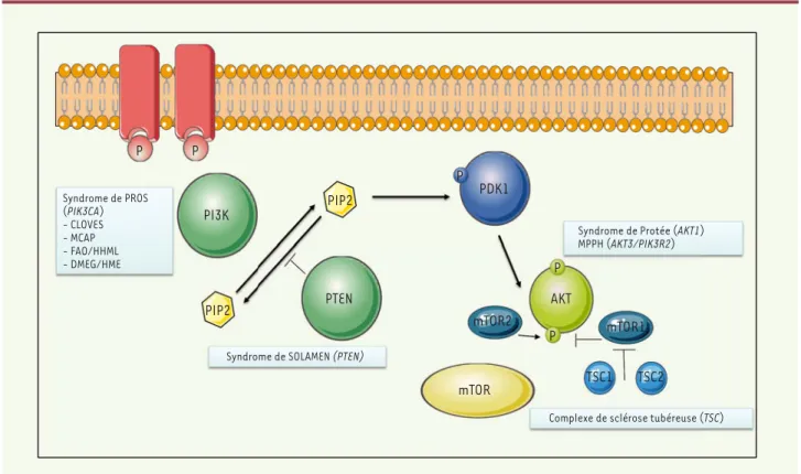 Figure 2. Les syndromes d’hypercroissance segmentaire liés à la voie de signalisation PI3K/AKT/mTOR