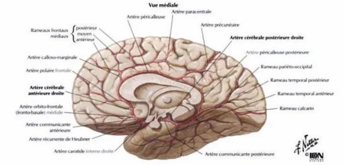 Figure 7. Vascularisation cérébrale (26) 