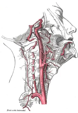 Figure 8. La carotide interne (27) 