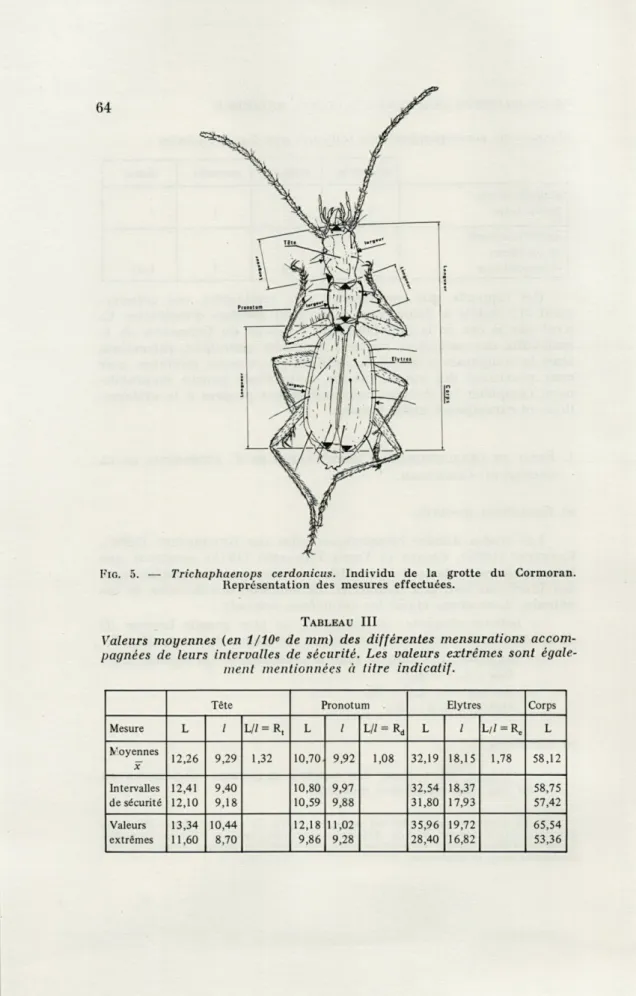 FIG.   5.   —   Trichaphaenops  cerdonicus.  Individu  de  la  grotte  du  Cormoran. 