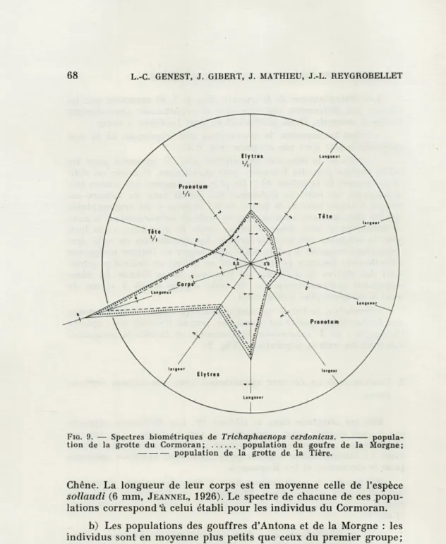 FIG.   9.  —  Spectres  biométriques  de  Trichaphaenops  cerdonicus.  popula- popula-tion  de  la  grotte  du  Cormoran;  population  du  goufre  de  la  Morgne; 