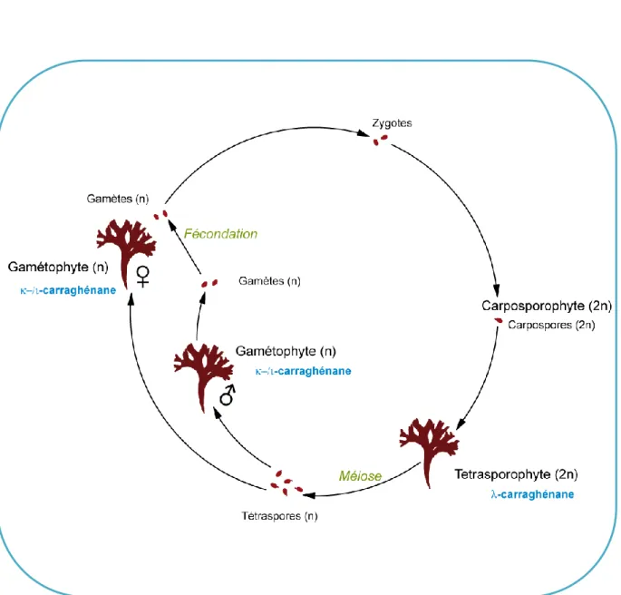 Figure IG-3 : Cycle de reproduction de l’algue rouge Chondrus crispus (Gigartinaceae) et  structures des carraghénanes correspondants (Adapté de Chen et al., 1972) 